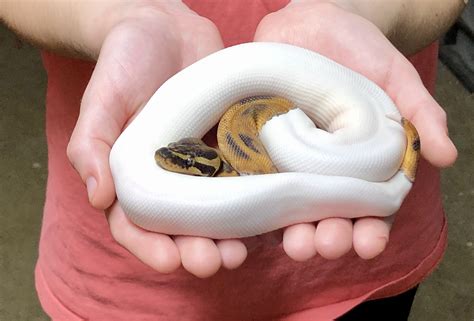 z OUT OF STOCK - PIED BALL PYTHON - CB 2020 HIGH WHITE MALE,