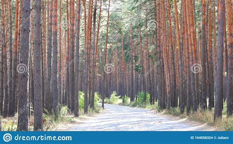 Pine Forest With Beautiful High Pine Trees Stock Photo Image Of