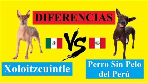 Diferencias Entre El Xoloitzcuintle Y El Perro Sin Pelo Del Perú Youtube