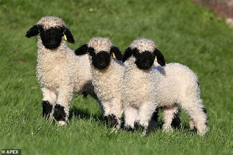 Newborn Valais Blacknose Lambs Dubbed The Worlds Cutest Sheep Are