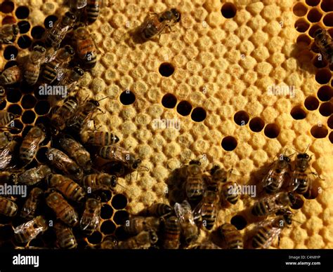 Honey Bees In Hive Showing Sealed Brood Stock Photo Alamy