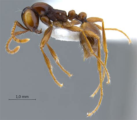 Formicidae Aenictinae Aenictus Pfeifferi