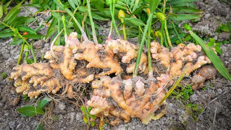 Ginger How To Plant Grow And Harvest Ginger Root The Old Famers