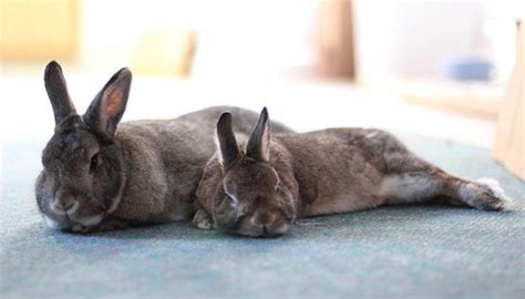 Bonding Rabbits With Images Pet Rabbit Rabbit Behavior Pet Bunny