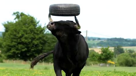 Fadjen The Rescued Fighting Bull Plays With Wheel A Spectacular Video