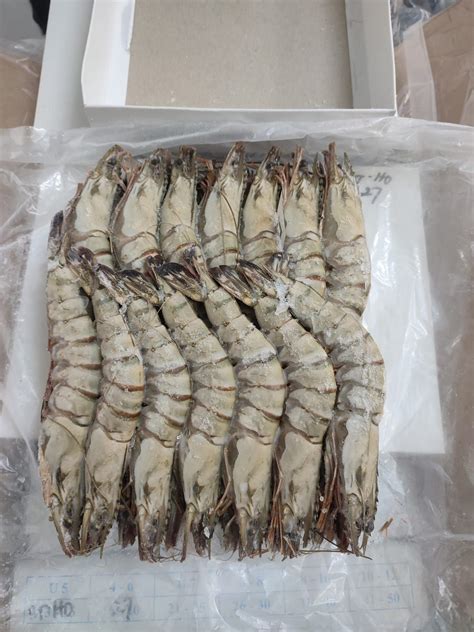 Buy Frozen Black Tiger Shrimp From Indo Pacific Indonesia Tradewheel Com
