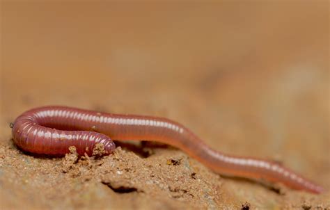 Physical Description Earthworm The Earth Images Revimageorg
