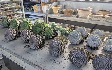 Potting Succulents For The Greenhouse The Martha Stewart Blog