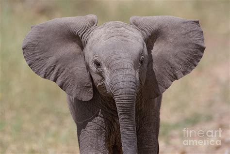 Baby African Elephant Close Up Photograph By Legacy Images