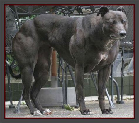Genetically Modified Whippet Biggest Dog In The World Dogs The