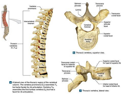 Thoracic Vertebrae Structure Function Chest Wall Muscles And Intercostal Arteries Science Online