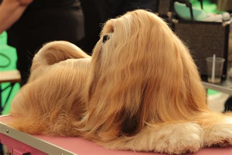 Lots of breeds have long coats—some thick and dense, others silky and fine. The Most Beautiful 7 Long Haired Dog Breeds | Glamorous Dogs