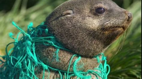 Animals Impacted By Trash - YouTube