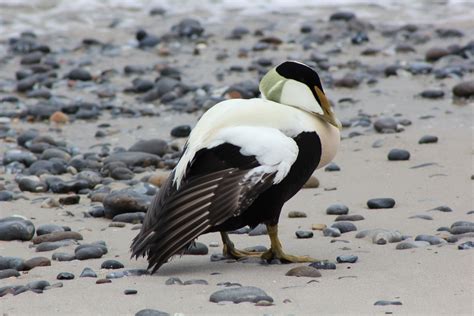 Eider (duck of genus somateria), somateria mollissima. Eiderente - Männchen im Prachtkleid Foto & Bild | tiere ...