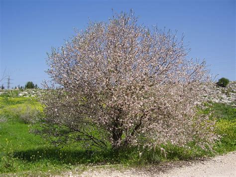 Badam synonyms, badam pronunciation, badam translation, english dictionary definition of badam. Prunus dulcis - Wikimedia Commons