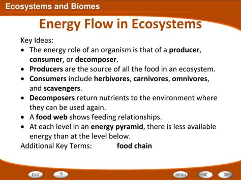 Ppt Energy Flow In Ecosystems Powerpoint Presentation Free Download