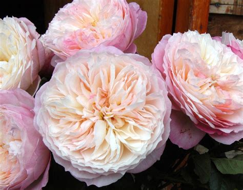 Alexandra Farms On Instagram Constance Is A Pink English Garden Rose