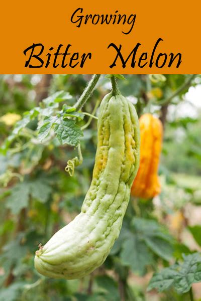 How To Grow Bitter Melon Everything About Garden