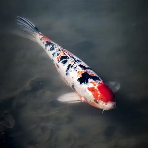 How To Care For And Raise Koi Fry 2022 Growing Tips 2022