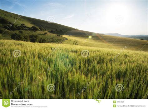 Beautiful Landscape Wheat Field In Bright Summer Sunlight Evening With