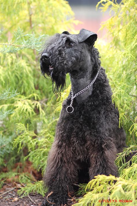 Giant Schnauzer Airedale Terrier Grey Pets Lovers