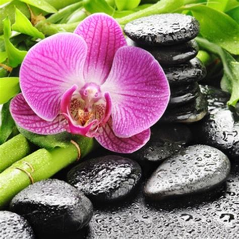 Bamboo And Orchid Fragrance Oil Orchids Bamboo In Pots Zen