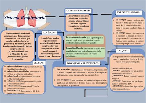 Mapa Conceptual Del Sistema Respiratorio Campor Images The Best Porn