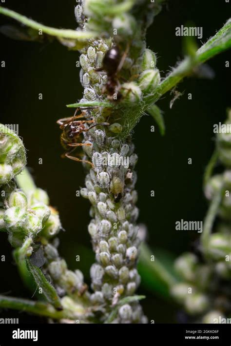 Eine Ameise kümmert sich um eine große Herde Blattläuse auf dem Stamm