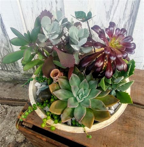 succulent dish garden in severn md willow oak flower and herb farm