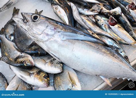 Fresh Fish The Tuna Royalty Free Stock Photo Image 15393505