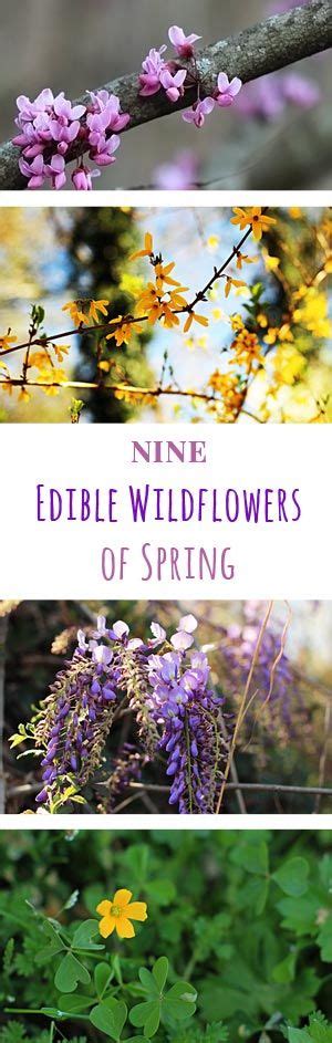 9 Edible Wild Flowers | Edible flowers, Edible wild plants ...