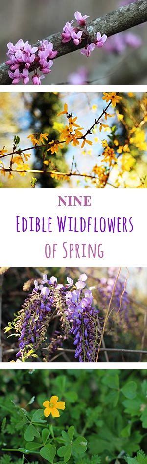 Add them to your salads, deserts, soups and. 9 Edible Wild Flowers | Edible flowers, Edible wild plants ...