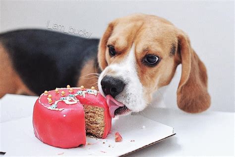Pin På Beagles Birthdays