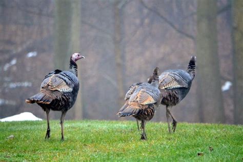 Turkey Tips To Keep You Safe During Mating Season Caught In Dot