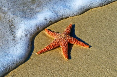 13 Popular Types Of Saltwater Starfish For Aquariums Pet Breeezy