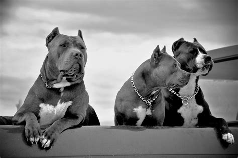 3 Pitbulls In Black And White Banawa Photography Flickr