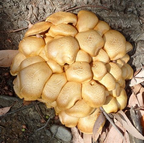 Magic Mushrooms Tongariro River Motel