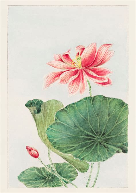 Japanese Lotus Art Print Lotus Flower Art Pink Flower Art Etsy