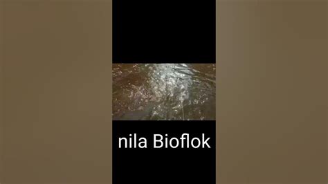 Nila Bioflok Air Warna Cokelat Kekuningan 👍 Youtube