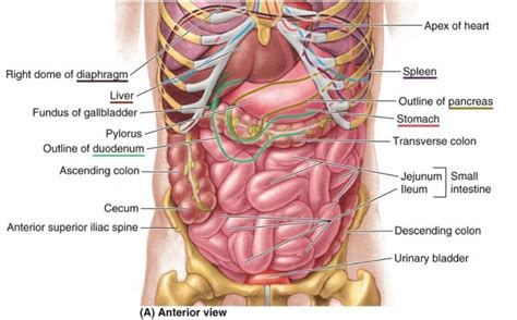 An organ is defined as a specialised structure which is composed of different tissues that join a variety of organs are found in the body; Anterior View Of Abdominal Cavity And Organs | Human organ diagram, Human body organs anatomy ...