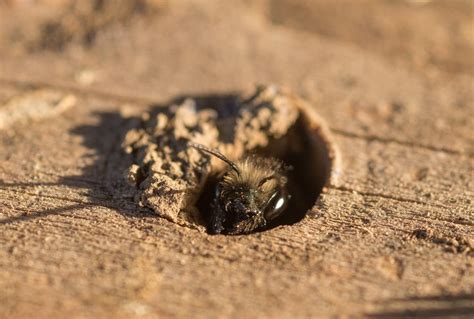How To Make A Habitat For Ground Nesting Bees Ptes