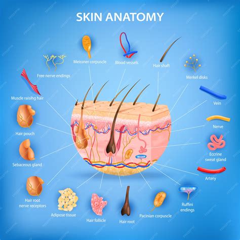 Skin Diagram Labeled Picture Anatomy Picture Referenc