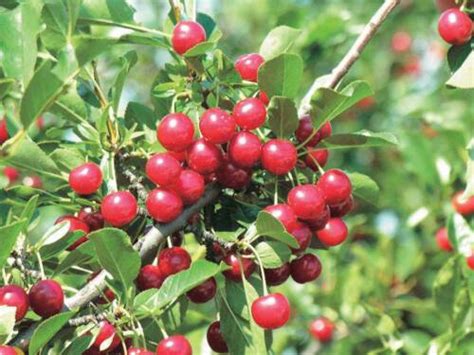 Ranch Elderberry Tandt Seeds