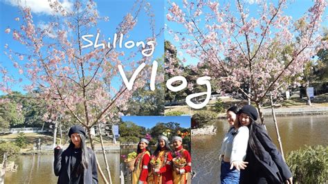Shillong Vlog 🌸shillong Cherry Blossom Season Youtube