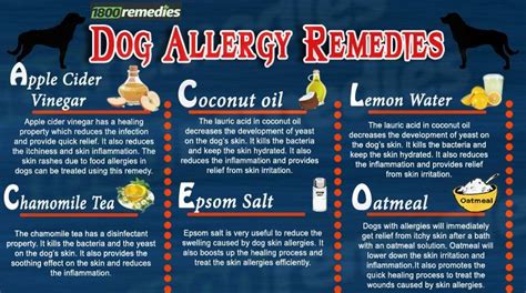 The Home Remedies For Dog Allergies Consist Of Some Natural Remedies