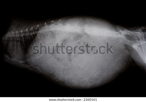 Xray Image Pregnant Cat Stock Photo Edit Now 2360161