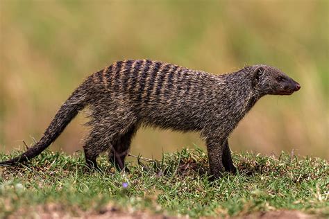 Banded Mongoose Photograph By Manoj Shah Pixels