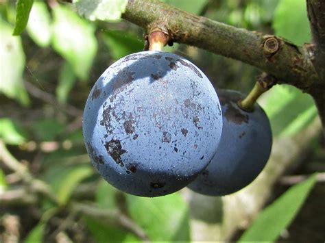 Blackthorn Sloe Prunus Spinosa