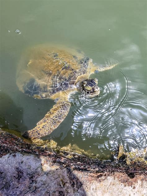 Sea Turtle Species In Port Aransas Texas World Sea Turtle Day