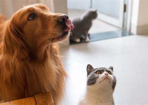Are Golden Retrievers Good With Cats 15 Things To Know Tips